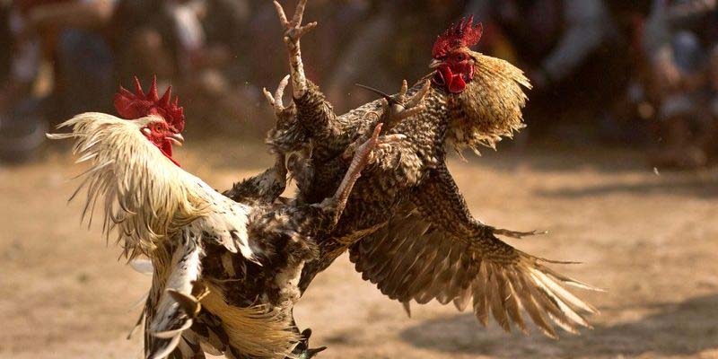 Chinh chiến các trận đấu gà sôi nổi